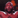 Darrius Flowers